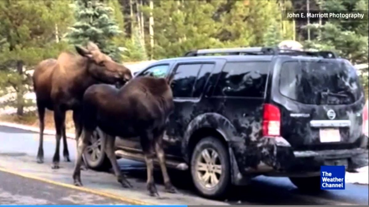 Упражнение Лось автомобиль
