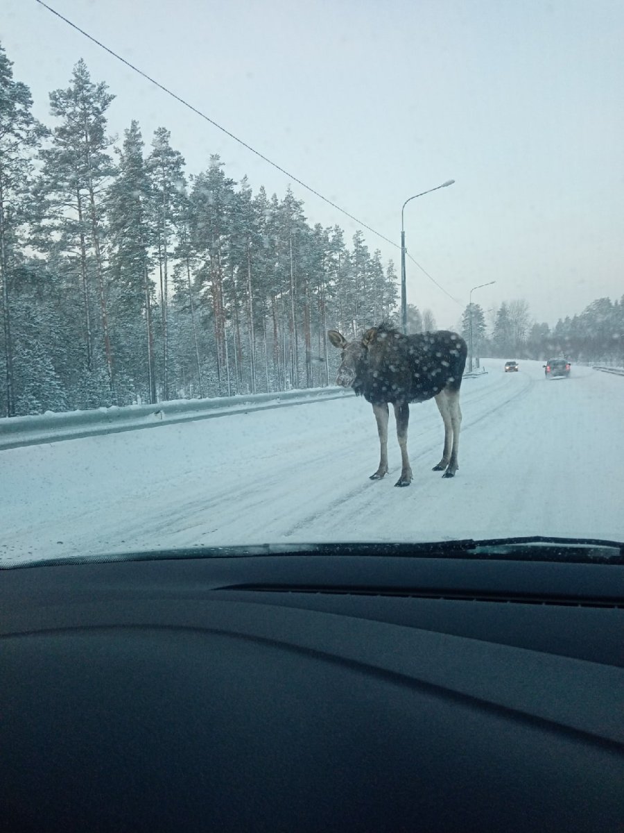 Лось Ленинградской области на дороге