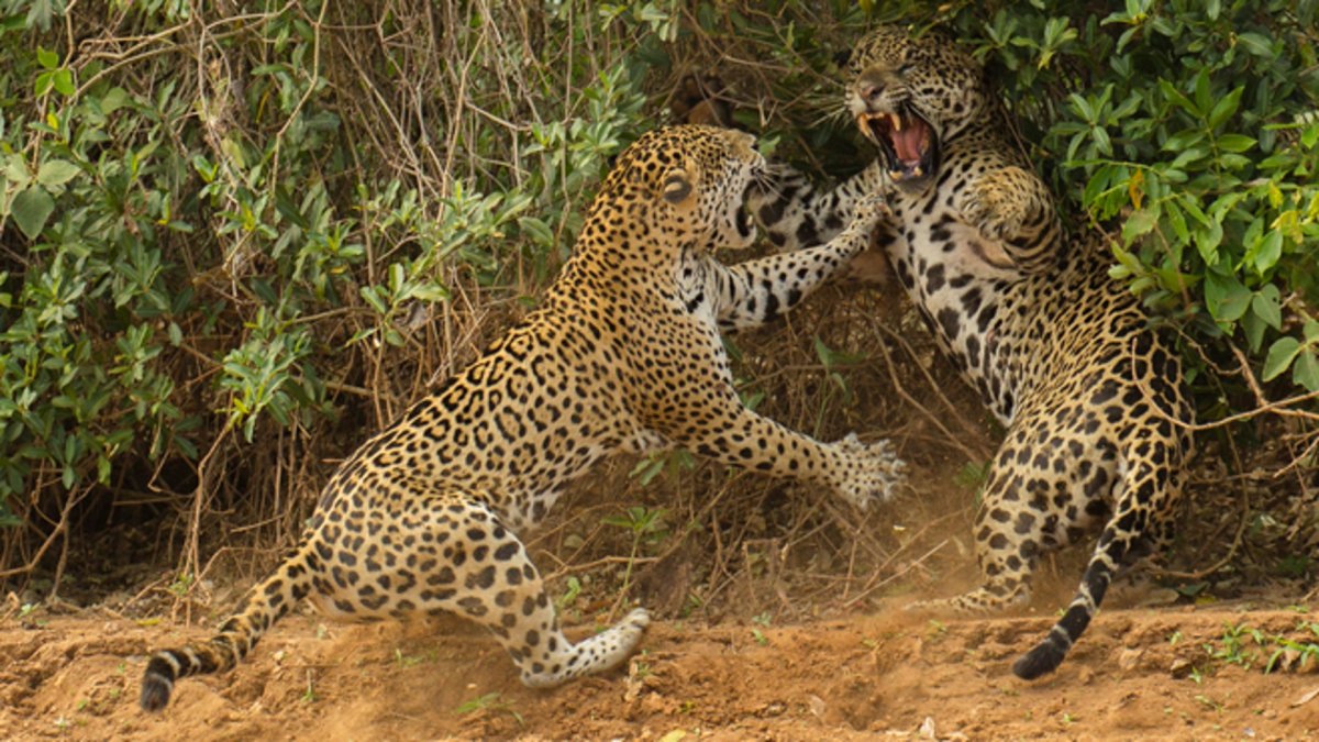 Леопард vs Ягуар
