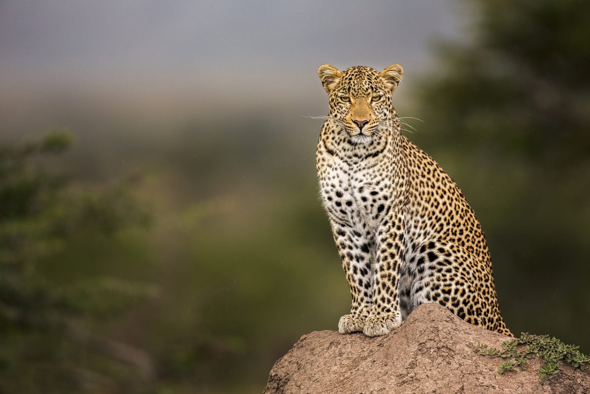 Сомалийский леопард
