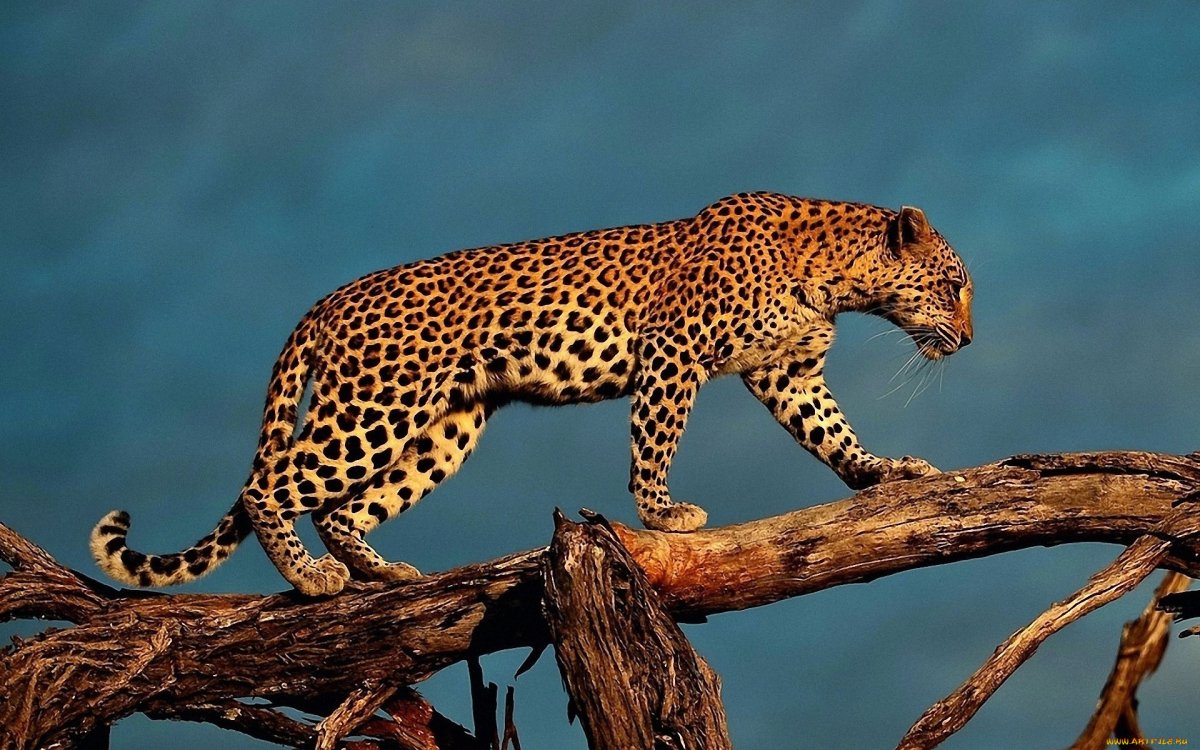 Джагуар леопард