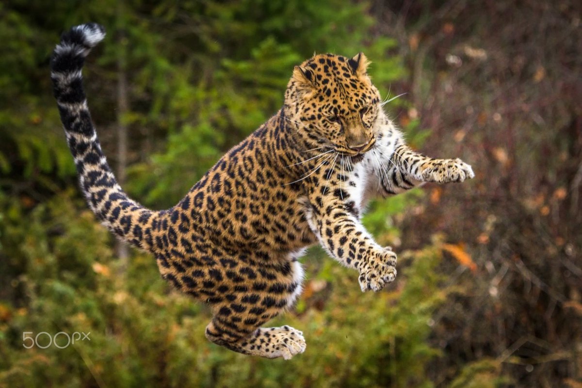 Дальневосточный леопард в прыжке
