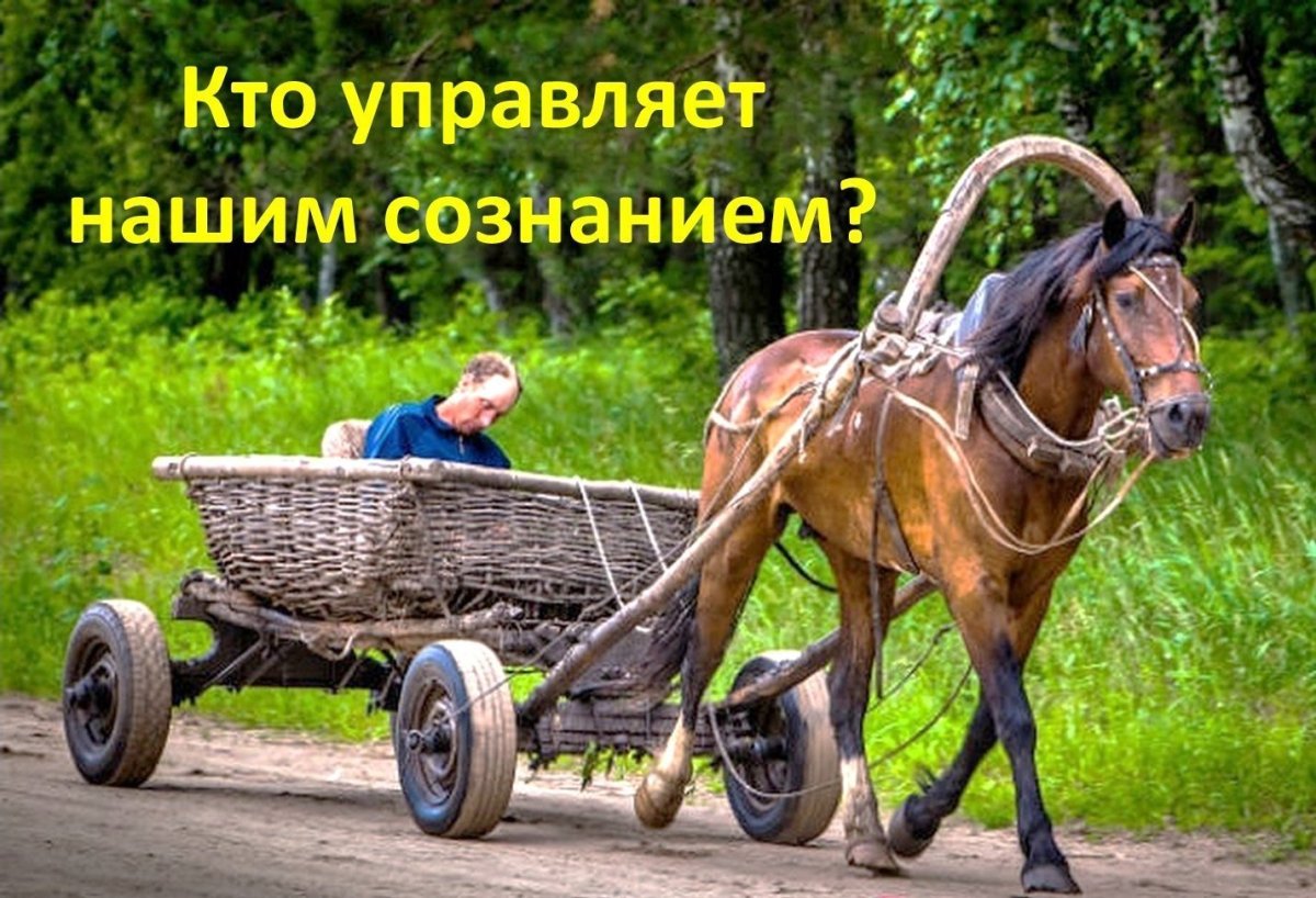 Лошадь запряженная в телегу