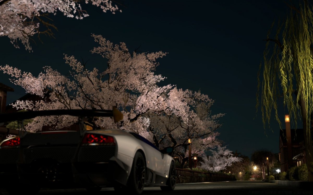 Цветущая Сакура ночью
