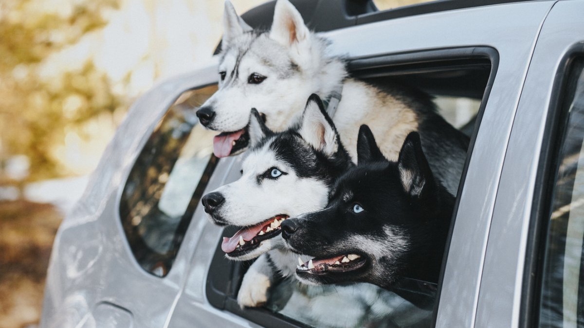 Car with Husky