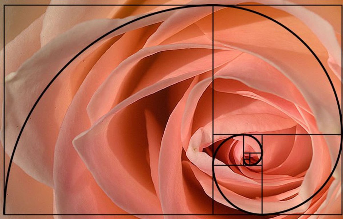 Спираль Фибоначчи роза