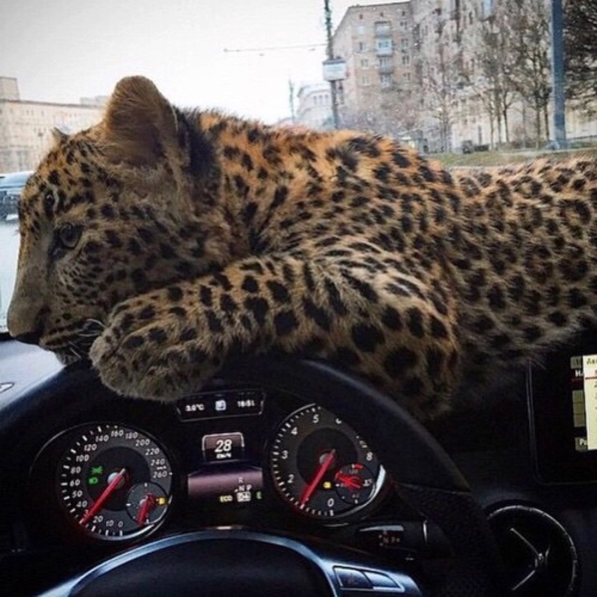 Леопард на авто