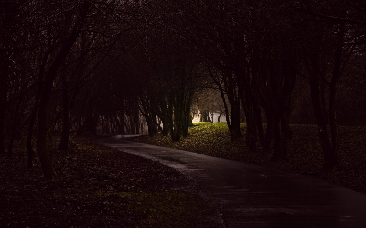 Темная улица с деревьями