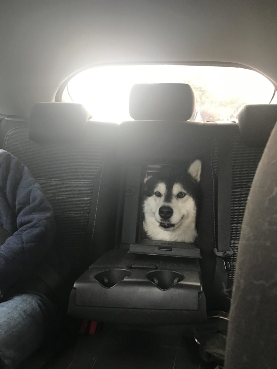 Песик в машине