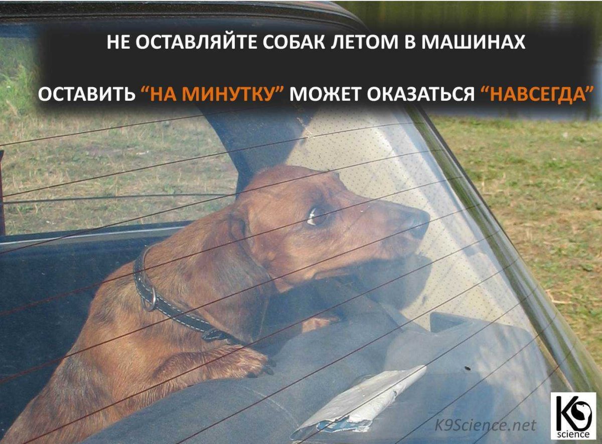 Не оставляй собаку в машине