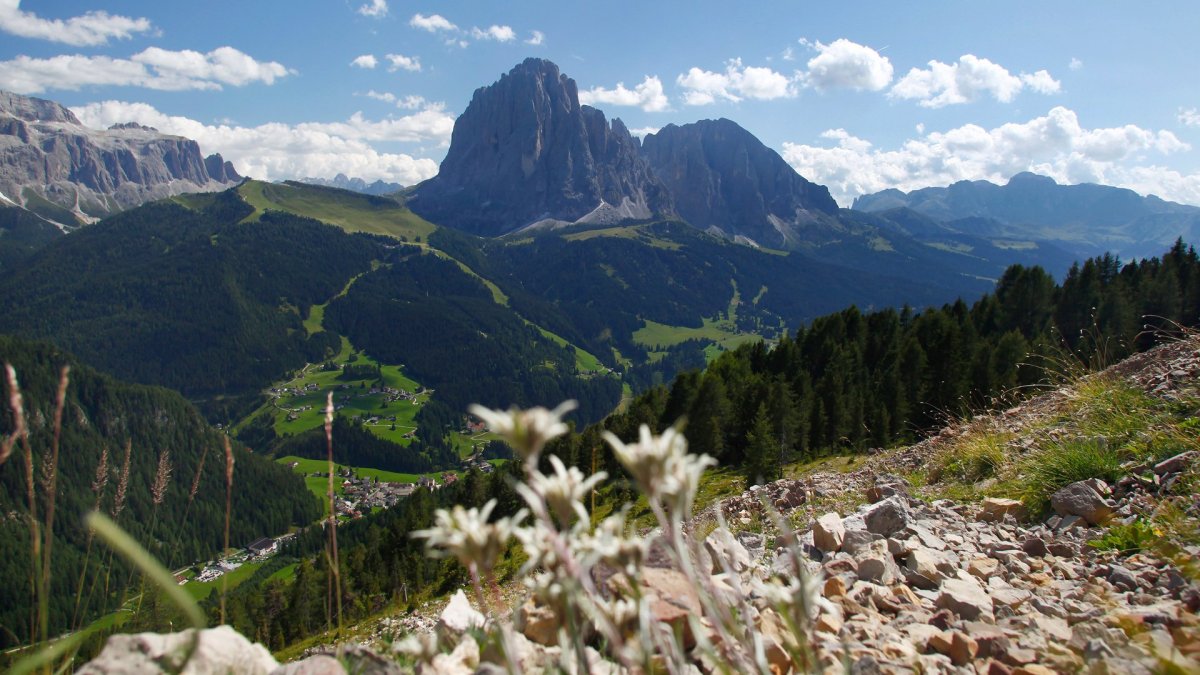 Австрия горы Альпы с эдельвейсами