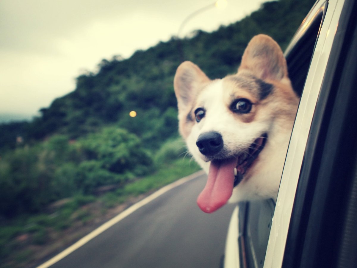 Собака с высунутым языком в машине