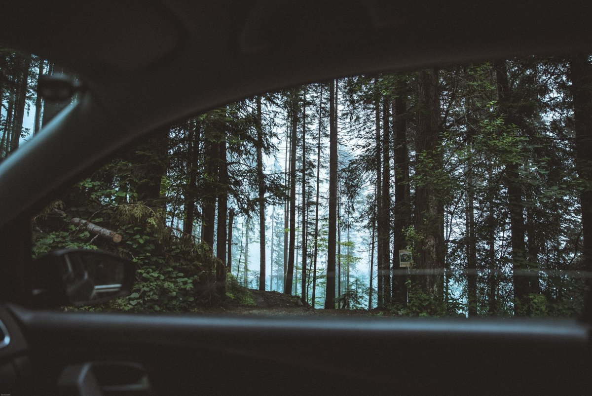 Лес из окна машины
