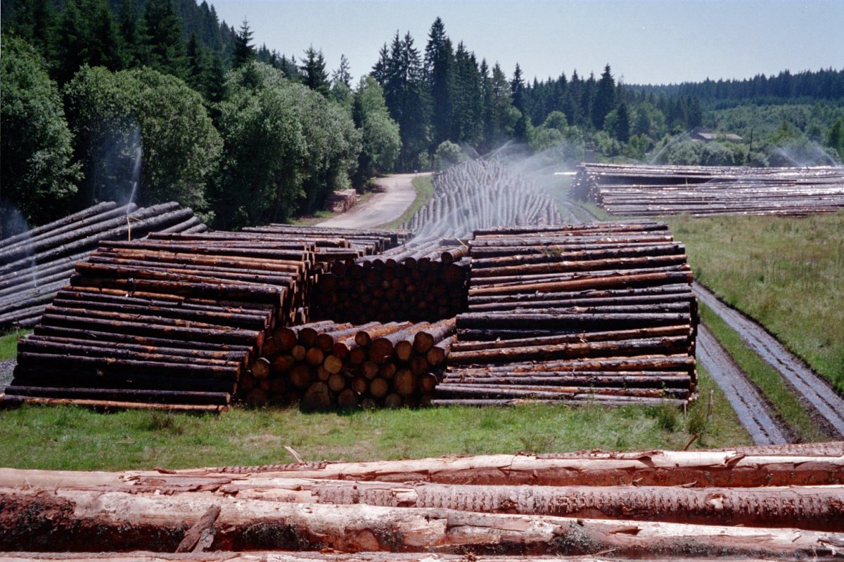 Хранилище поваленной древесины в Швеции -