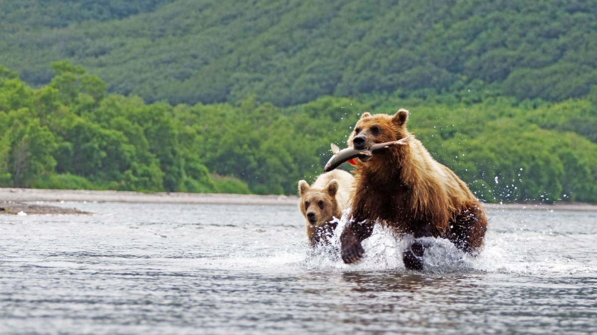 Бурый медведь Сахалин