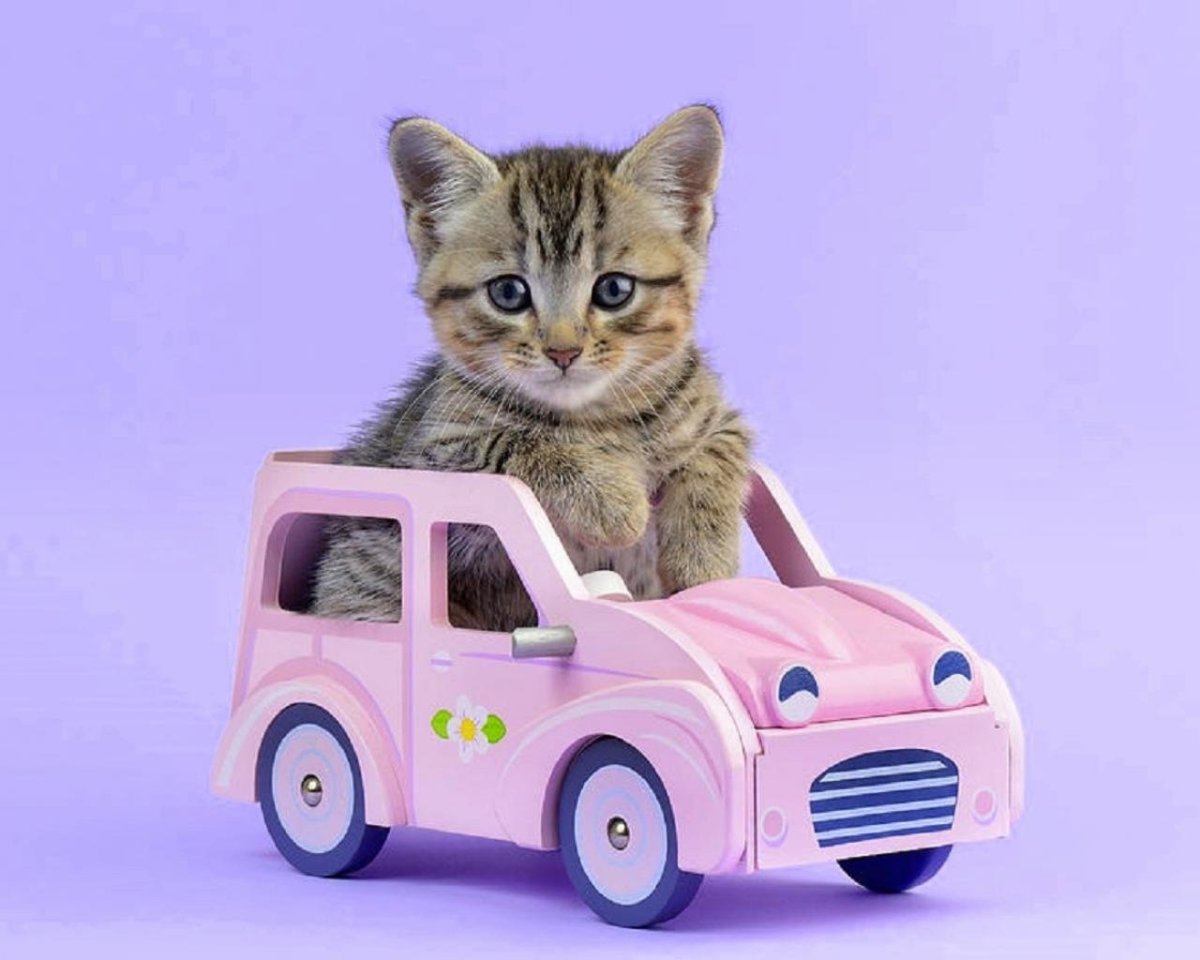 Кошка в игрушечной машине