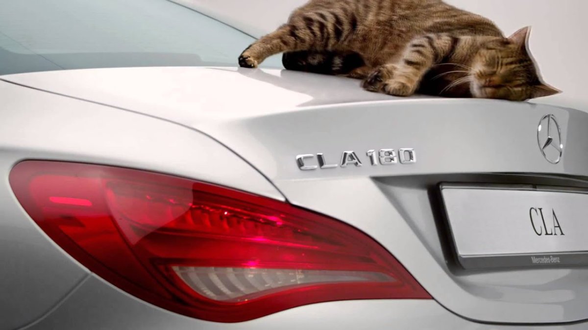 Кот на фоне машины