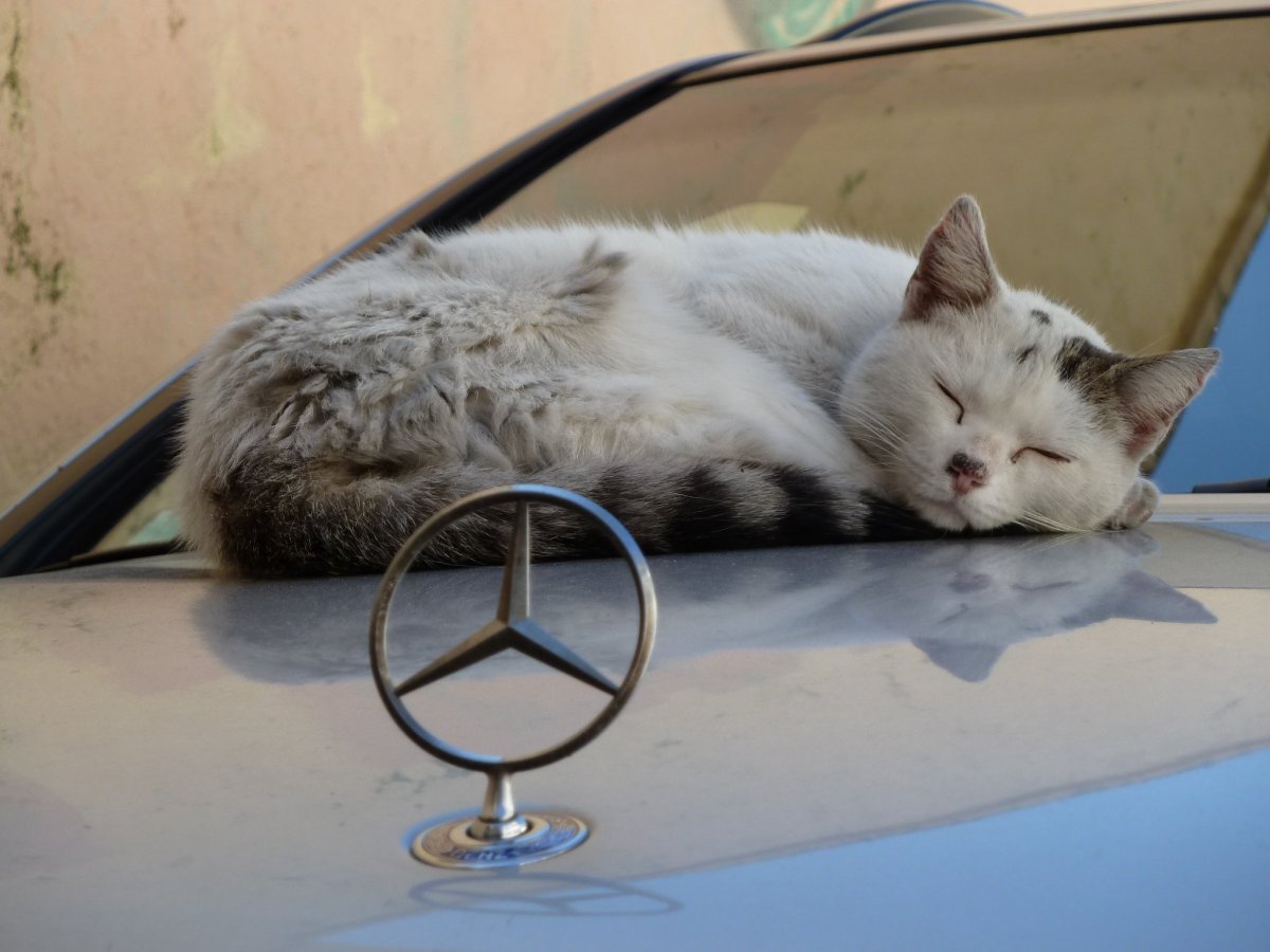 Белый кот для автомобиля