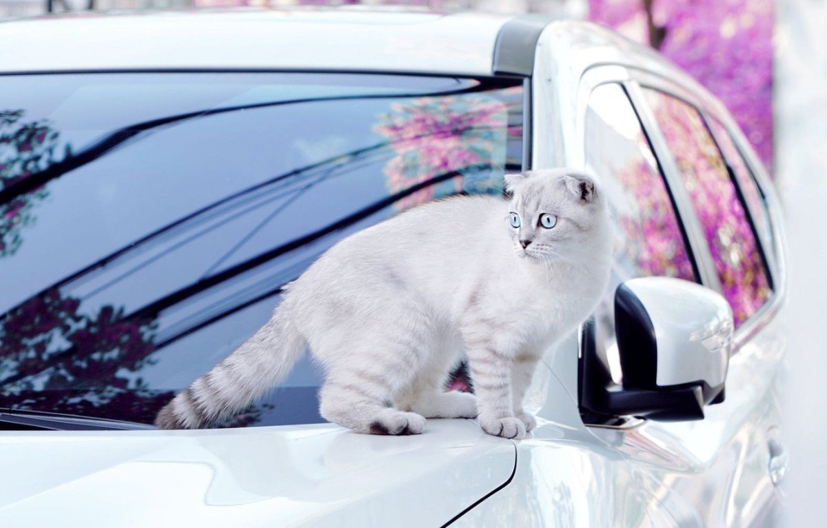Белый котик на машине