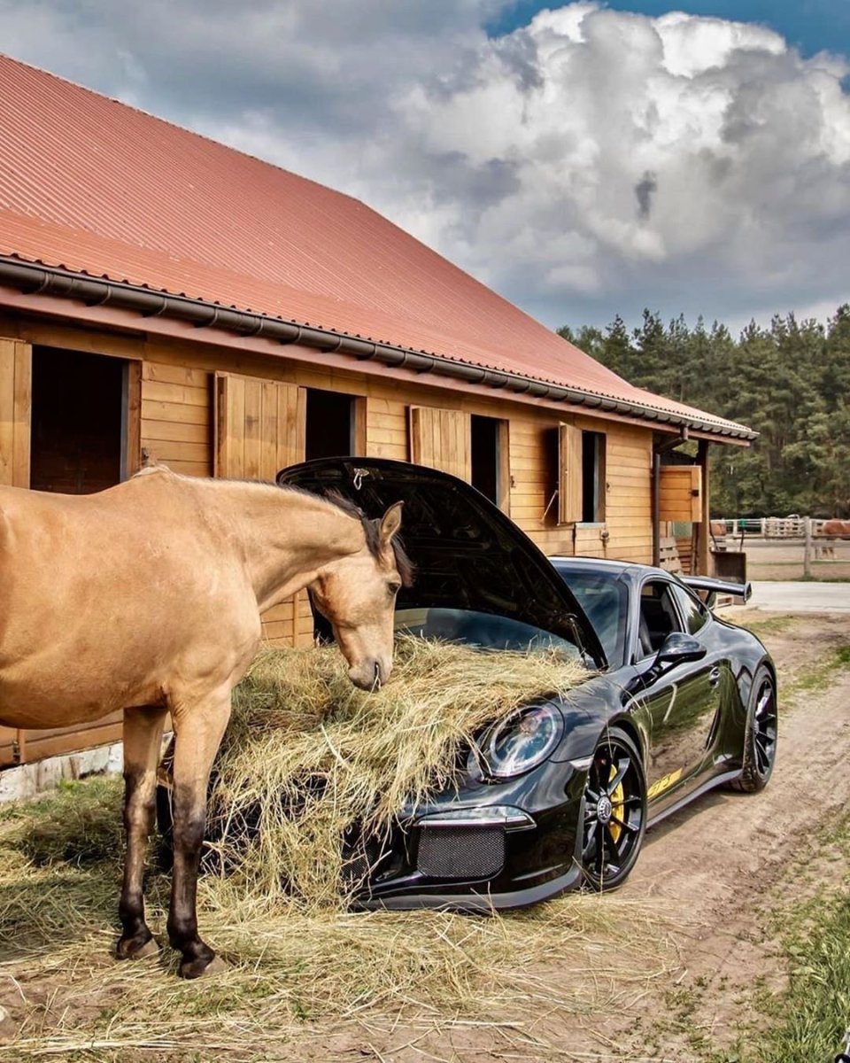 Лошадь и автомобиль