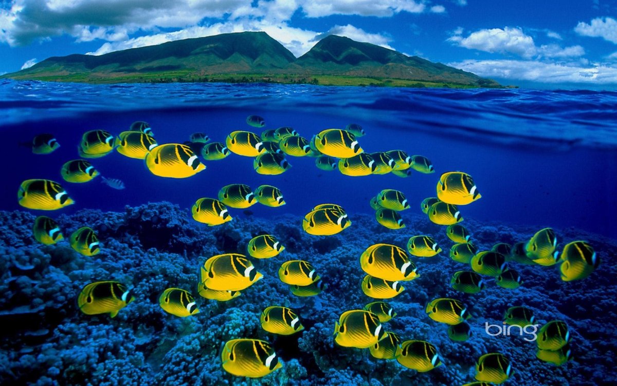Подводный мир Тихого океана