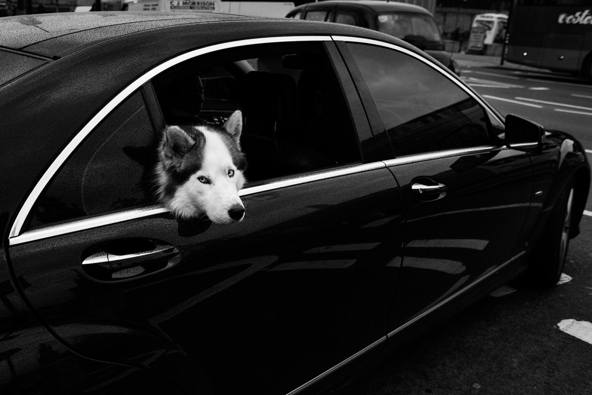 Машина Мерседес с собакой