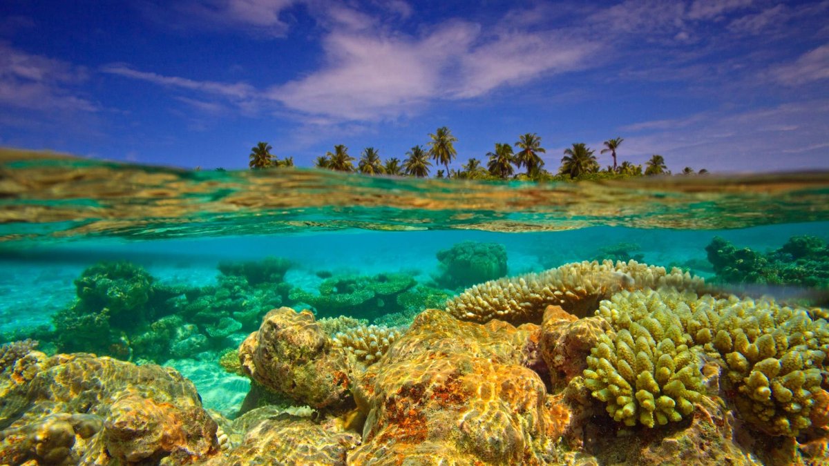 Коралловые рифы Атоллы