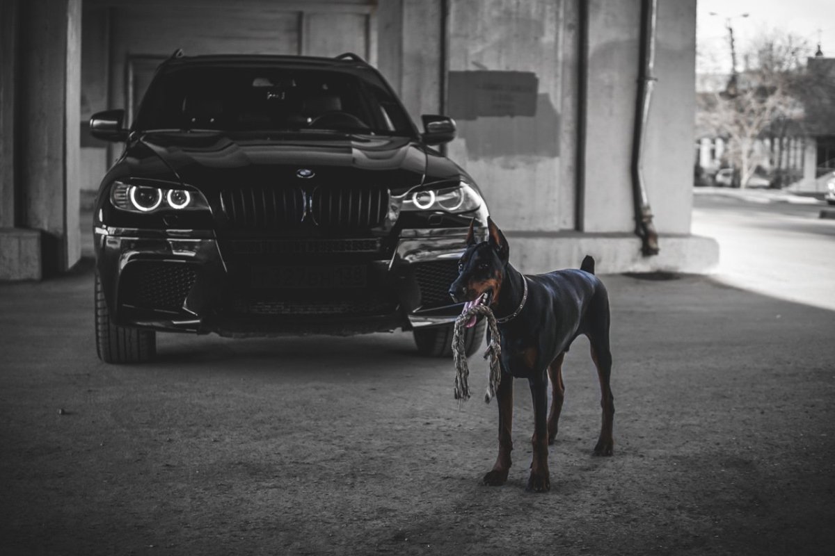 Доберман х5 BMW
