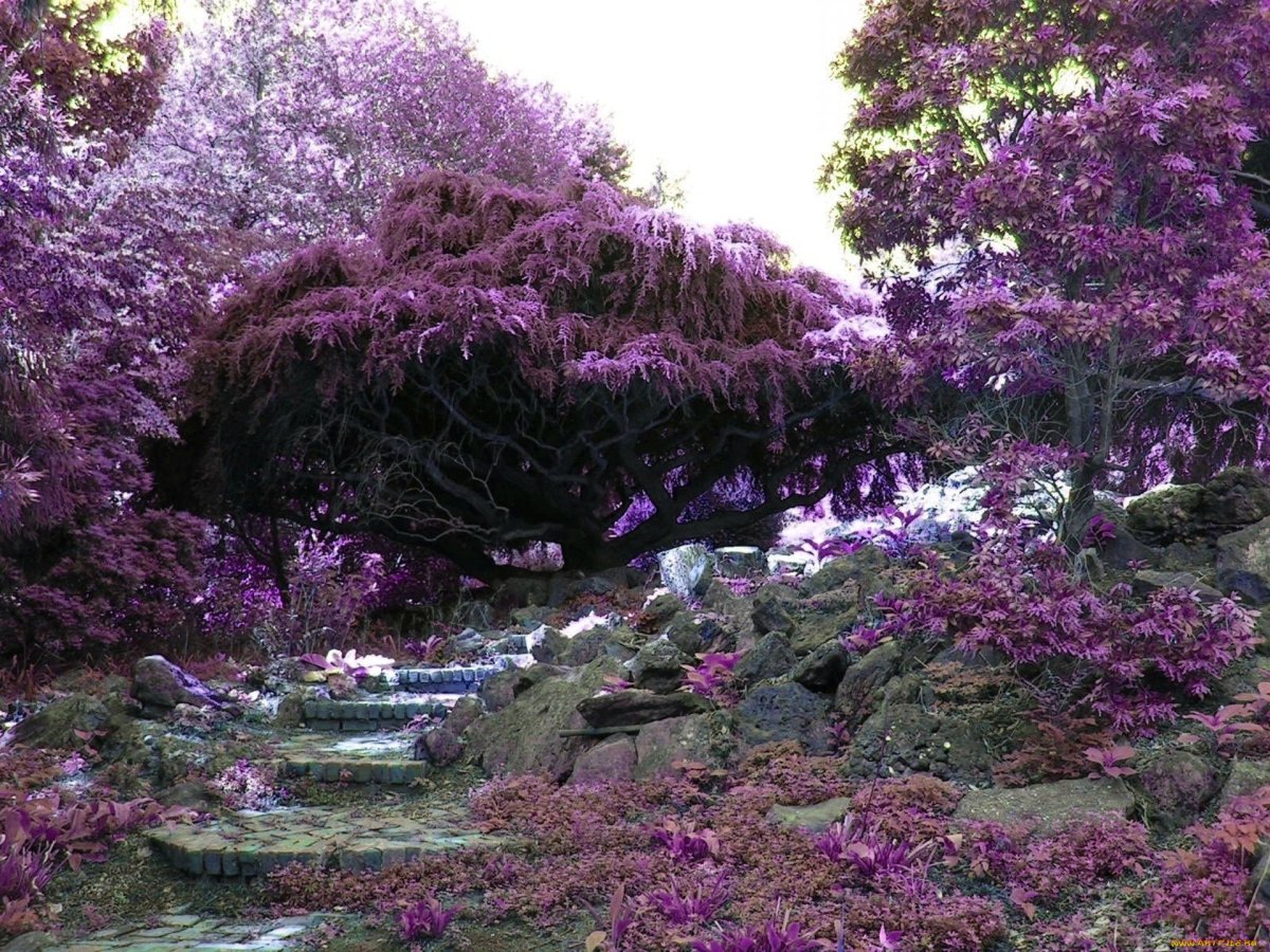 Воронцовский парк японский сад