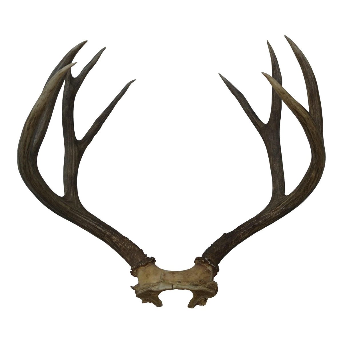 Копье и рога оленя