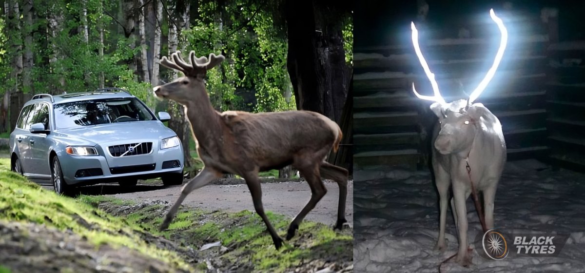 В Финляндии красят рога оленям