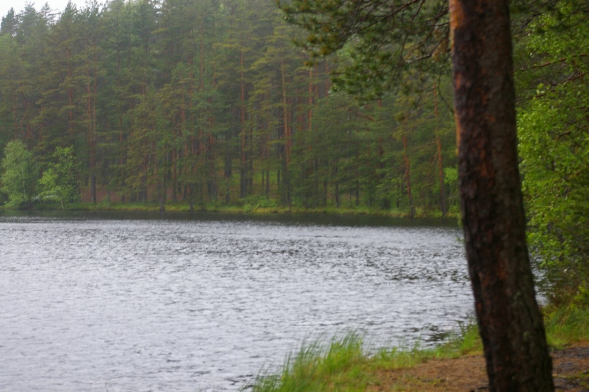 Приветнинское озеро Ленинградская область