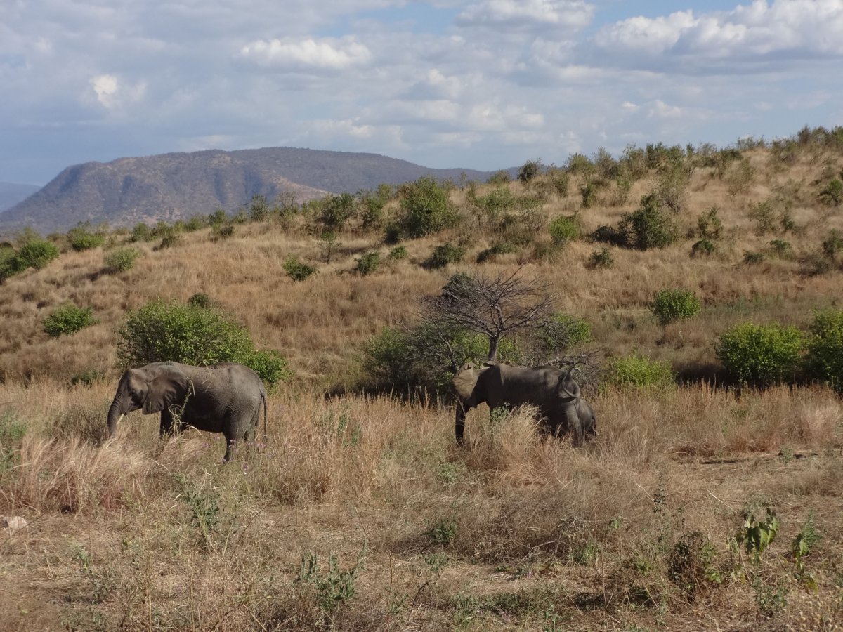 Национальный парк в Танзании Руаха растения