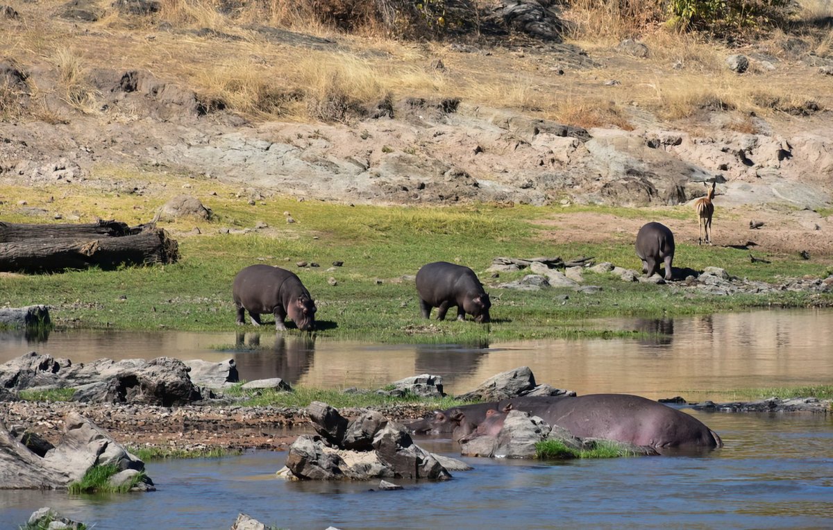 Национальный парк в Танзании Руаха животные