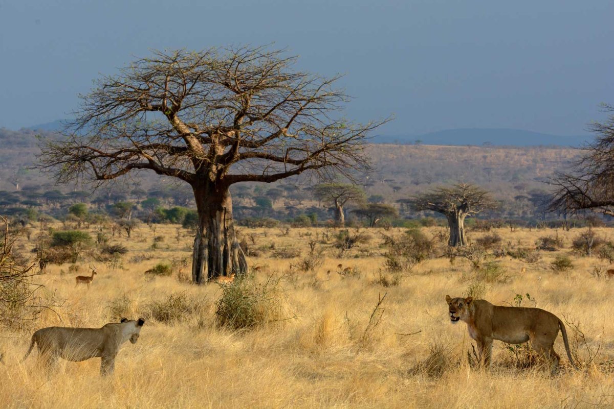 Национальный парк Руаха в Танзании