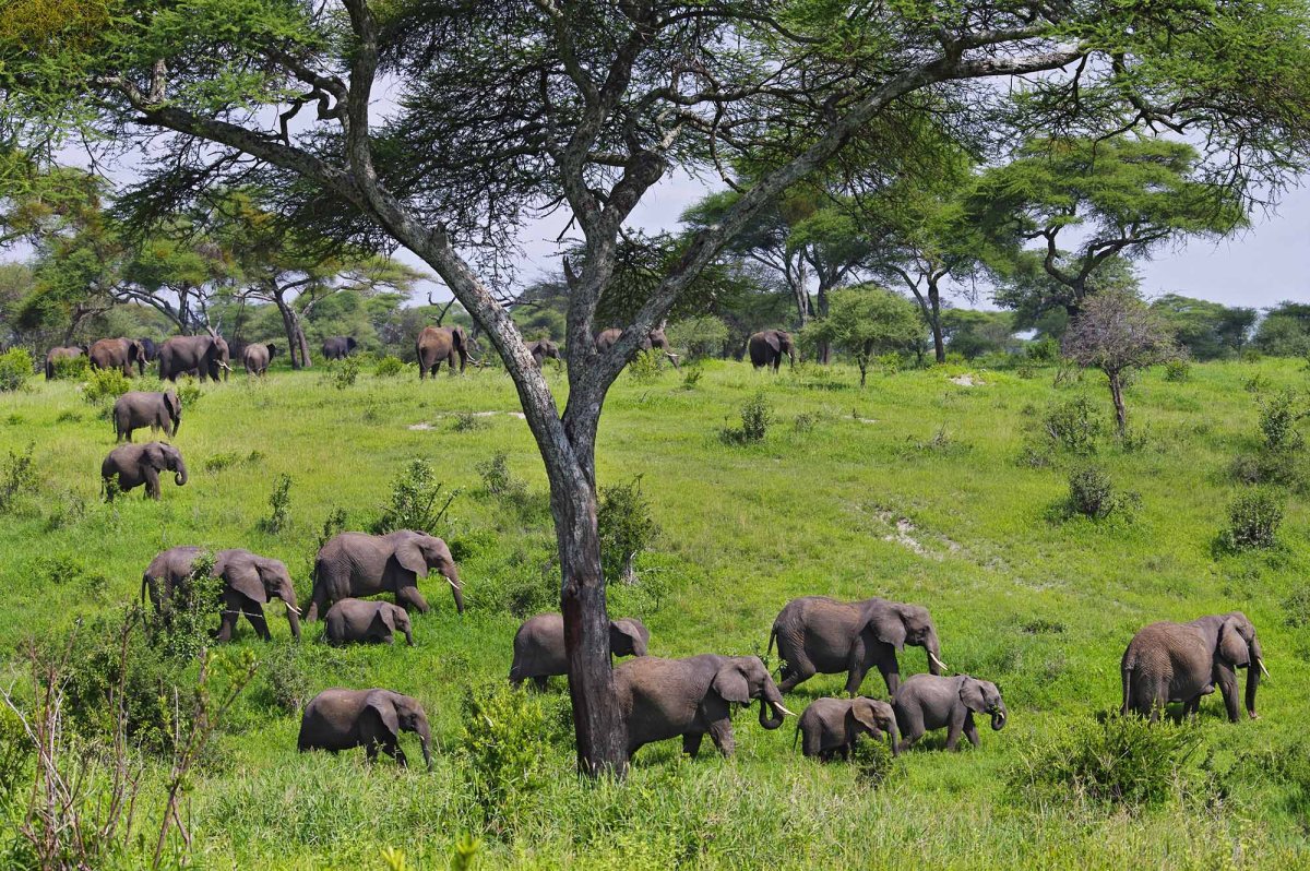 Национальный парк Тарангире Танзания