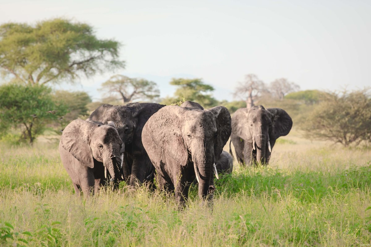 Национальный парк Тарангире Танзания животные