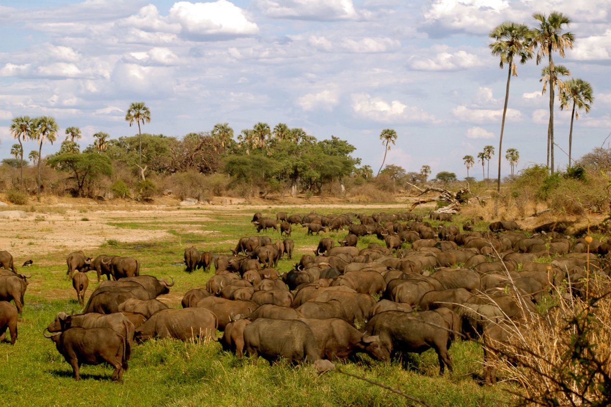 Национальный парк Микуми в Танзании