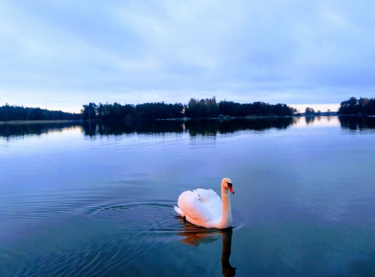 Лебеди в Швеции
