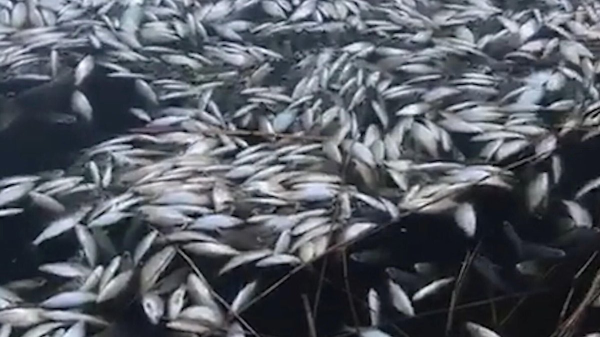 Массовая гибель рыбы в Азовском море