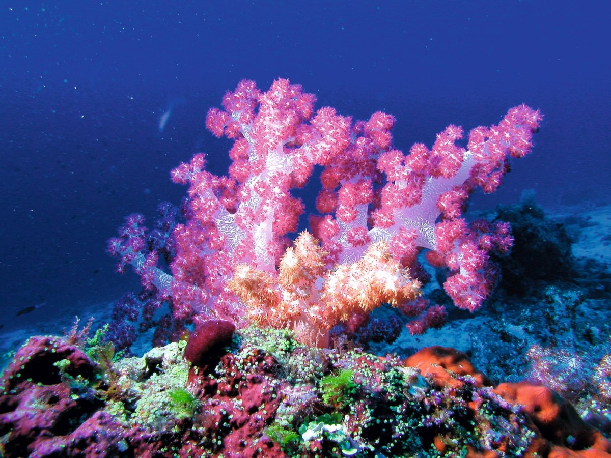 Мальдивы океан риф