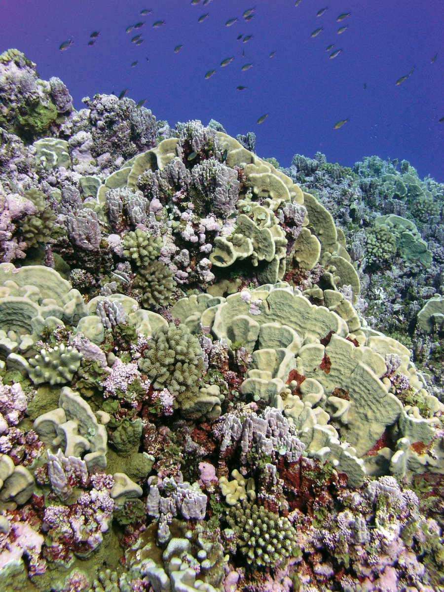 Кольцеобразный коралловый остров