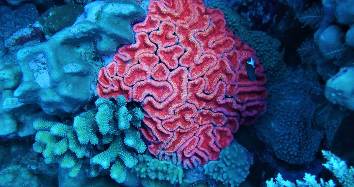 Тигровый коралл