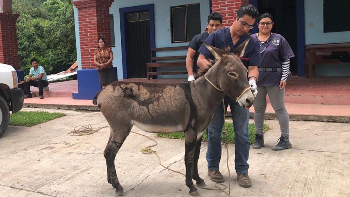 Mexican Donkey show