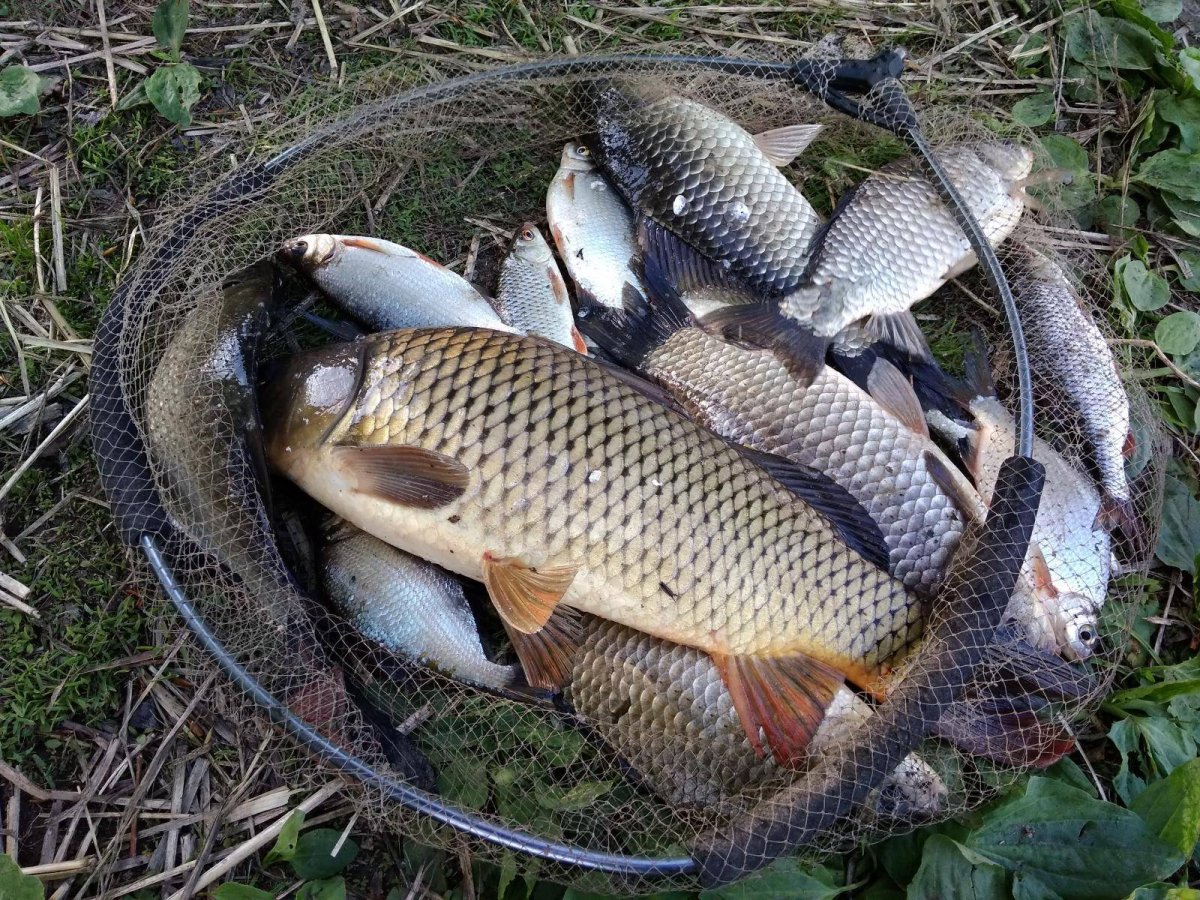 Рыбалка на реке Дон Воронежская область