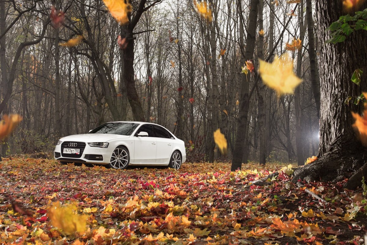 Осень Audi а8