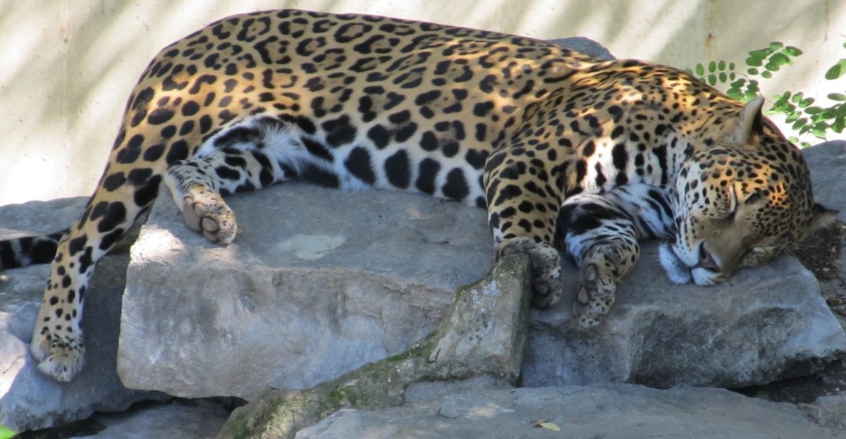 Сонный леопард