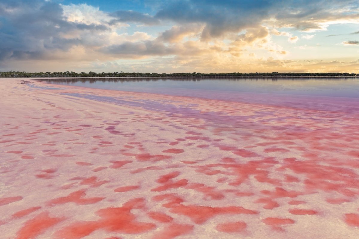 Элиста розовое озеро