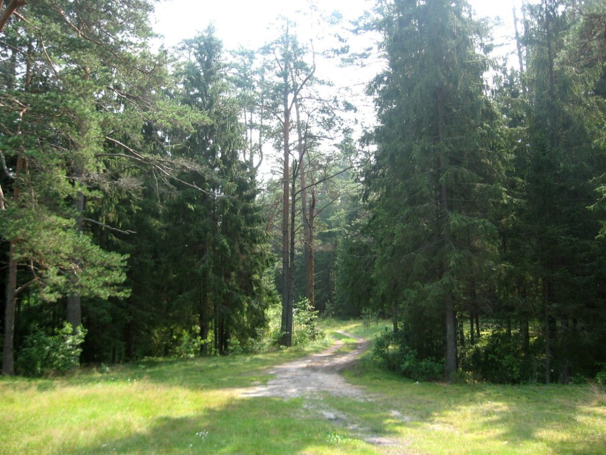 Лужский лес Ленинградская область