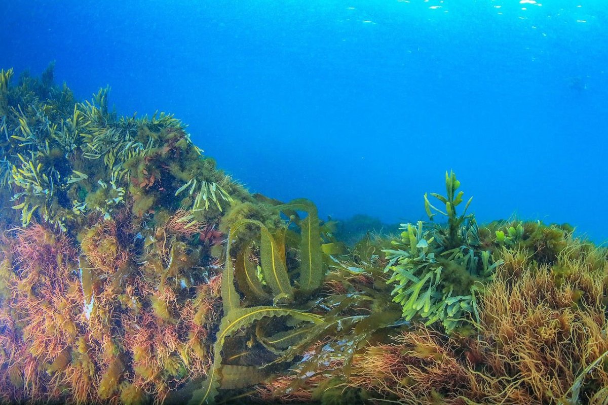 Ламинария фукус Баренцево море. Бурые водоросли Баренцево море. Ламинария Баренцева моря. Ламинарии водоросли Балтийского моря.